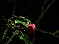 Picture Title - night rose