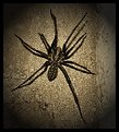 Picture Title - Into the Spider's world #18