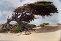 Picture Title - tree and wind