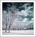 Picture Title - Winter IR