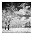 Picture Title - Winter IR - 3