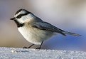 Picture Title - Another Mountain Chickadee