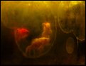 Picture Title - goldfish 9 - trinity...& trapped (re-post)