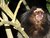 Mico - Little Monkey