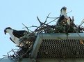 Picture Title - Osprey Couple