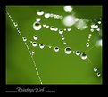 Picture Title - Raindrops Web
