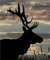 Picture Title - Profile of Bull Elk 