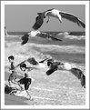 Picture Title - Gulls and Boys