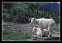 Picture Title - Young Mountain Goats