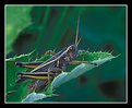 Picture Title - Grasshopper