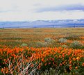 Picture Title - California Poppies