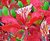 Under a bloody red blooms