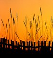 Picture Title - sunset fence