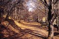 Picture Title - none