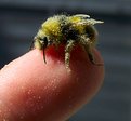 Picture Title - Bee relieved