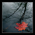 Picture Title - Autumn mood