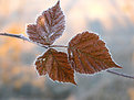 Picture Title - frost