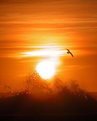Picture Title - Seagull at Sunset