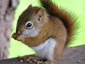 Picture Title - Baby Red Squirrel