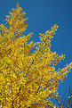 Picture Title - yellow & blue
