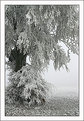 Picture Title - winter scene