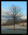 Picture Title - Icy Tree