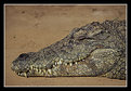 Picture Title - Nile Crocodile