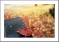 Picture Title - A Leaf