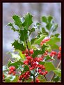 Picture Title - The Holly