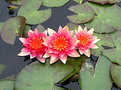 Picture Title - Waterlily