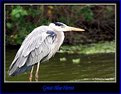 Picture Title - Great blue heron