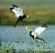 fighting Pheasant-tailed jacana in air