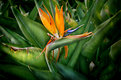 Picture Title - bird of paradise