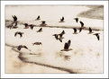 Picture Title - A flock of seagulls