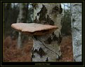 Picture Title - Greenham Tree Fungus