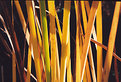 Picture Title - Autumn Reeds