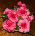 Picture Title - Camellias