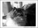 Picture Title - Cat #1