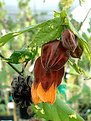 Picture Title - Abutilon Paisley