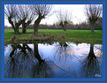 Picture Title - Willows in the winter