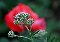 Picture Title - Rose Framed Yarrow