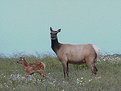 Picture Title - A new born