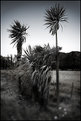 Picture Title - Cabbage Trees