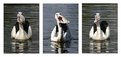 Picture Title - Pelican Triptych2