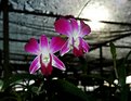 Picture Title - Orchid