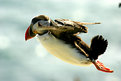 Picture Title - flying puffin in iceland