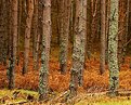 Picture Title - Scottish Forest