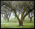 Picture Title - Bare Winter Trees II