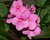 Violets - Pink