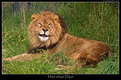 Picture Title - Smiling Lion